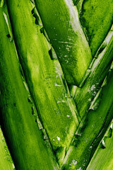 Banana Palm Tree Trunk Texture, Close-Up of Natural leaves Surface. Macro photo nature design backgrounds, eco nature textures, minimal aesthetic botanical style beauty nature pattern, summer sunlight