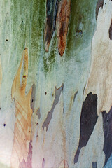 Close up of eucalyptus tree bark texture background with natural colored spotted pattern and Detailed rough grainy wooden surface, macro photo for eco-friendly, nature designs, botanical pattern