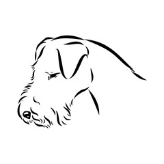 welsh terrier, dog breed, vector sketch