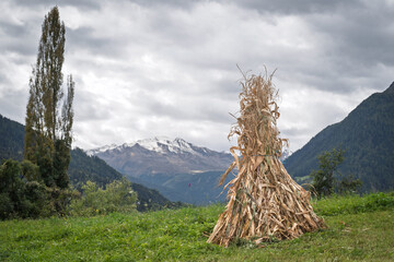 Traditional corn / maize shock drying in a green alpine meadow before snow-capped mountains,...