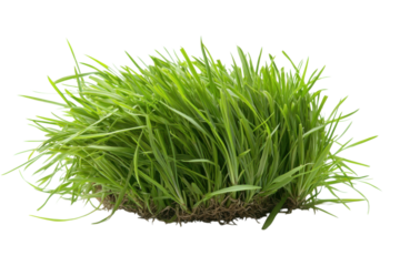 Fresh green wheatgrass clump for healthy lifestyle concepts on transparent background
