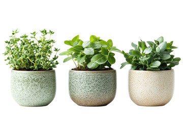 Fototapeta premium Three small potted houseplants in ceramic planters isolated on Transparent Background