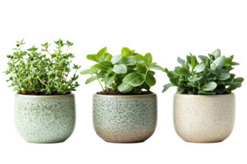 Three potted herbs in ceramic pots for culinary and decorative purposes on transparent background