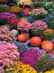 Chrysanthemums garden mums and pumpkins autumn decorations on the porch.