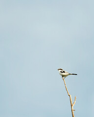 Obraz premium Loggerhead Shrike Perched On A Single Branch