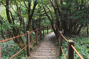 Fototapeta premium Hallasan National Park, Jeju island, South Korea, vibrant view of trail with a wooden ladder path stairs, trekking and climbing, stairway to Halla mountain summit, hiking in Korea, Jeju-do, sunny day