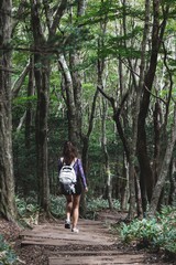 Obraz premium Hallasan National Park, Jeju island, South Korea, vibrant view of trail with a wooden ladder path stairs, trekking and climbing, stairway to Halla mountain summit, hiking in Korea, Jeju-do, sunny day