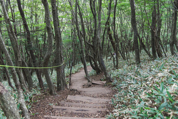 Hallasan National Park, Jeju island, South Korea, vibrant view of trail with a wooden ladder path stairs, trekking and climbing, stairway to Halla mountain summit, hiking in Korea, Jeju-do, sunny day
