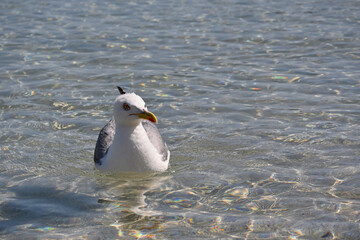 Larus - a bird from the  genus of gulls sitting on the clear, shallow water