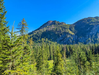 Lush green coniferous forest blankets mountain slopes below jagged rocky summit under clear azure sky in Zakopane Poland. High quality photograph.
