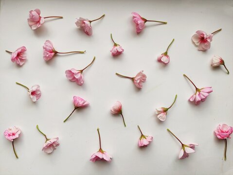 delicate romantic pattern of pink fresh flowers. Wallpaper, background