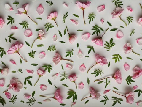    Floral pattern of fresh delicate pink flowers on a white background. Beautiful fresh composition. Spring, creativity, art