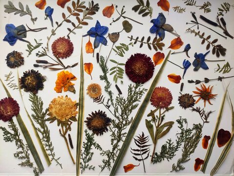 Floral pattern of dried pressed flowers and leaves. Herbarium, creativity, art