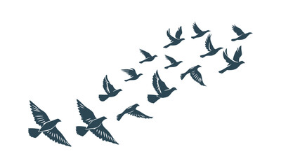 Flying Pigeons Silhouette Set – Multiple Flight Poses, Minimal Flat Vector, easily editable
