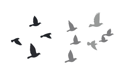 Flying Pigeons Silhouette Set – Multiple Flight Poses, Minimal Flat Vector, easily editable