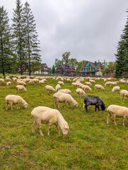 Obraz premium White sheep with distinctive black sheep grazing together on alpine meadow in Tatra Mountains near Zakopane, Poland under cloudy sky. High quality photograph