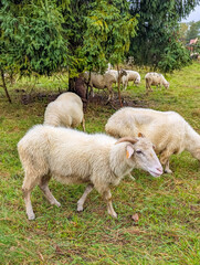 Fototapeta premium Peaceful herd of white sheep grazing on green meadow in rural Tatra mountain region near Zakopane, Poland. High quality photograph