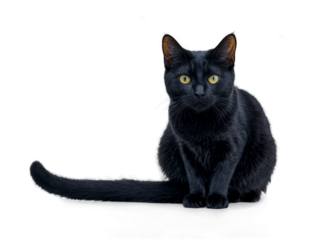 Striking Black Cat with Yellow Eyes Sitting Isolated on White Background