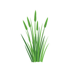 Obraz premium A bunch of tall green grass stalks with feathery seed heads standing upright in a patch of lighter green grass.