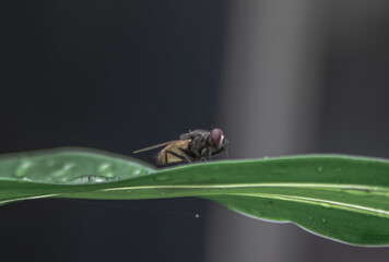 Where peace meets the earth