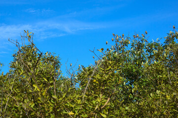 Bakkhali River Estuary and so many birds gathering in a Mangrove Forest in the Golden Hour, Cox's Bazar, Bangladesh