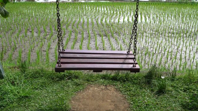 Wooden swing on chains swaying in breeze before rice paddy field with green grass and neat rows of plants.