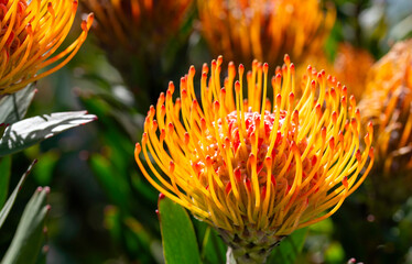 Pincushion (Leucospermum cordifolium), George.