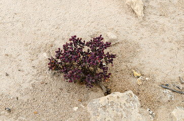 Exotic desert shrubs