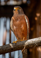Rock kestrel (Falco rupicolus), Garden Route Birds of Prey Rehab. Centre, George.