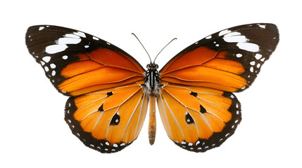 Fototapeta premium Monarch butterfly with striking orange wings and intricate patterns isolated on transparent background PNG