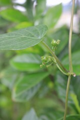 Obraz premium Paederia scandens, known as Gyeyodong, is a deciduous climbing vine from Korea with opposite leaves and small white trumpet-shaped flowers that emit a distinctive odor in summer. Photographed in Korea