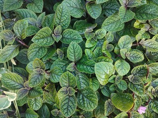 plants in autumn. Plectranthus