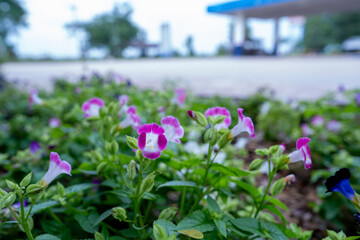 A bush of Torenia Flowers, a bright pink evening primrose in full bloom at a gas station.