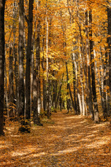 Beautiful autumnal forest landscape. autumn trees with orange-yellow foliage and pathway, natural background. golden fall season. peaceful harmony nature image