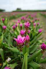 Vertical image of rows of pale pink siamese flowers in a field and blue sky.