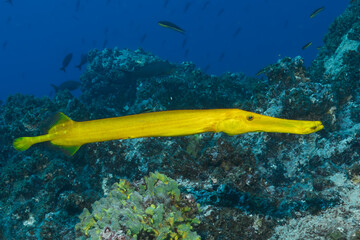 Vibrant Yellow Trumpetfish (Aulostomus chinensis) swimming over a dark Galapagos reef