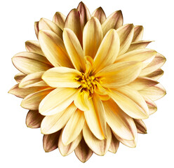 Dahlia flower on isolated background with clipping path. Closeup. Nature. Transparent background.	