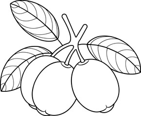 Black and white outline of fresh loquats on stem with leaves ideal for botanical education food art and organic design projects