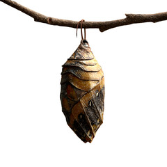 Fototapeta premium Closeup of a monarch butterfly chrysalis hanging from a tree branch isolated on transparent background