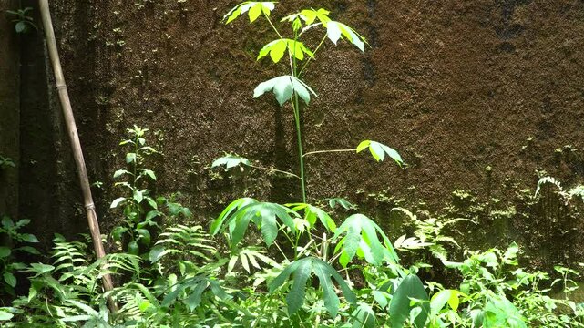 Young cassava plant with broad green leaves gently swaying in breeze.