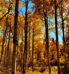 Fototapeta premium autumn trees in the forest
