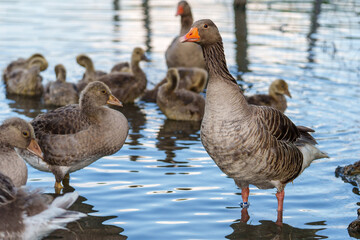Graugänse mit ihrem Nachwuchs – Ein friedlicher Sommertag am See, an dem die Gänsefamilie gemeinsam das seichte Wasser erkundet und die jungen Küken neugierig ihre Umgebung entdecken.