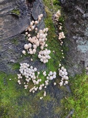 mushrooms on a tree. Coprinellus disseminatus