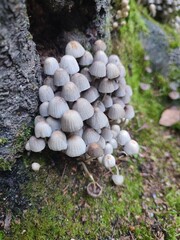 mushrooms on a tree. Coprinellus disseminatus