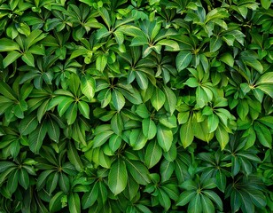 Fototapeta premium nature fresh green leaves plant on the wall texture background nature backdrops in park garden