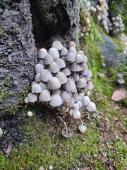 mushrooms on a tree. Coprinellus disseminatus