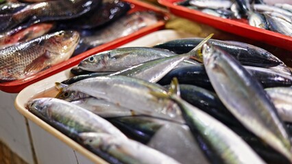 Small fish display omega-3 heart-healthy meals stall, small fish display highlights fresh nutrient row with vibrant seafood, colorful catch scene, meals moment, suitable wellness nutrition ads.