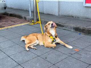 Dog resting on city sidewalk with yellow harness and leash, tongue sticking out. Urban daily life, pet companionship, and waiting moments in public spaces.