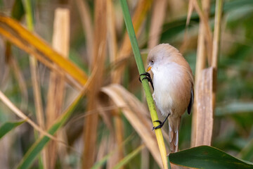 white breasted roller