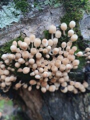 mushrooms on a tree. Coprinellus disseminatus